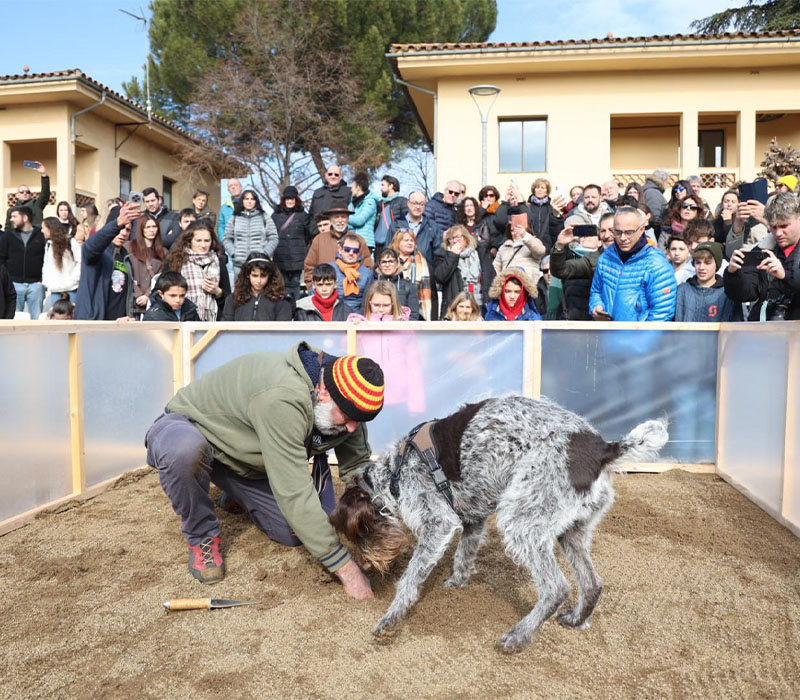 perros truferos
