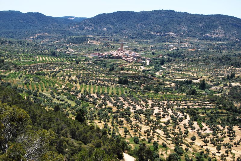 feria de la trufa
