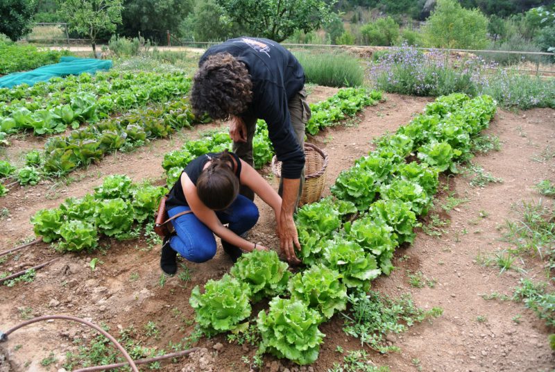 alimentación