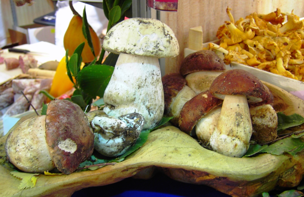 Boletus