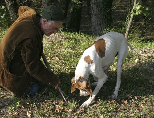 Cazadores de trufas: historias de árboles, perros y buscadores en el documental “El mundo de las Trufas en Italia”