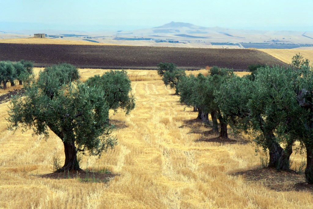 olivos